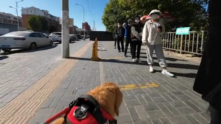 导盲犬助主人核酸检测后主动重排队伍