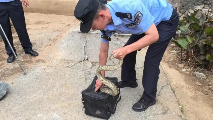 放生毒蛇，警示与责任