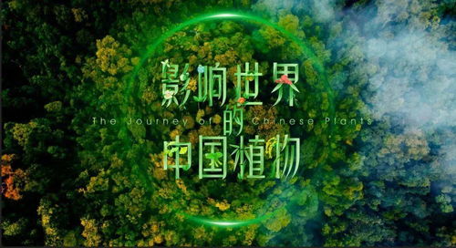 南方公园中字幕，魅力展现与深远影响