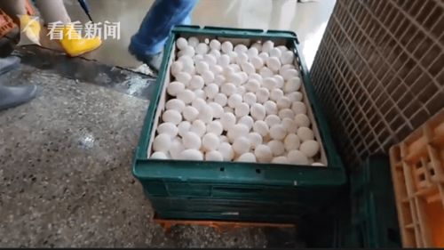 台湾面临每日鸡蛋短缺约120万颗的挑战