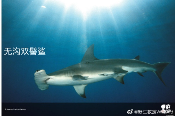 网红烹食大白鲨复出，背后原因成谜
