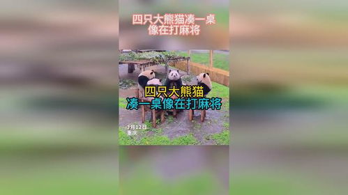萌态十足！四只大熊猫齐聚共打麻时刻