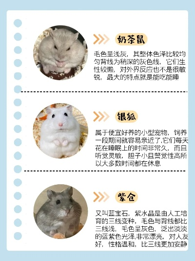 仓鼠价格及其影响因素与市场趋势剖析
