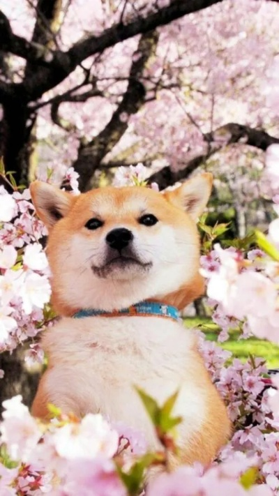 机器狗与柴犬的奇妙拜年记