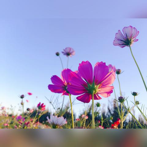 格桑花开满山河的美丽画卷
