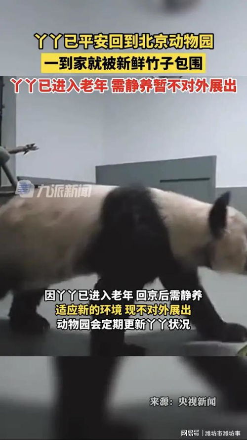 丫丫回家遭遇竹子包围记