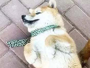 机器狗与柴犬温馨互动，狗狗们的拜年合影秀。