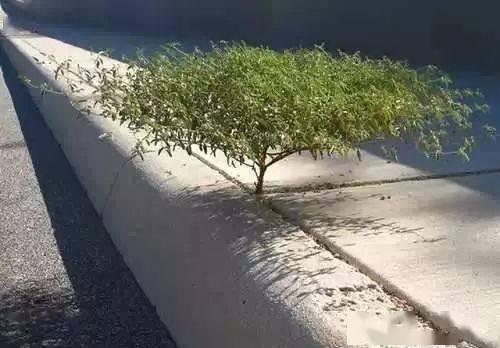 生命之水渴求下万亩树木与林场主的困境