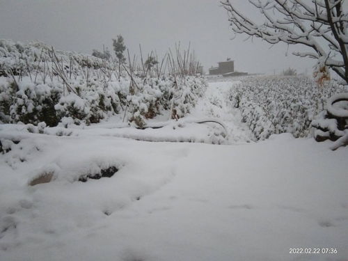 河南鹅毛大雪纷飞，银装素裹迎丰年
