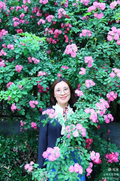 又见蔷薇花开盛开时