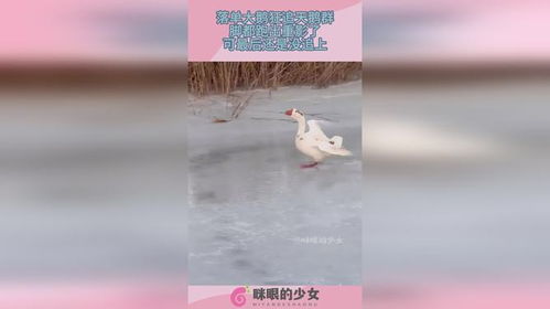 落单大鹅的疯狂追击