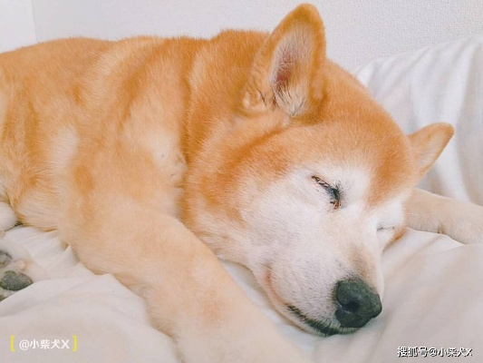 柴犬误食 70 粒布洛芬，主人的爱与坚持创奇迹