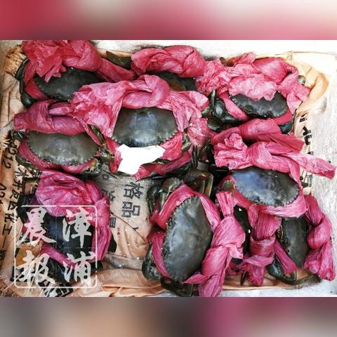 青蟹绑绳长达31米