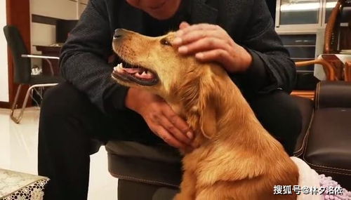 金毛犬归途长途徒步跋涉超百公里寻亲的故事