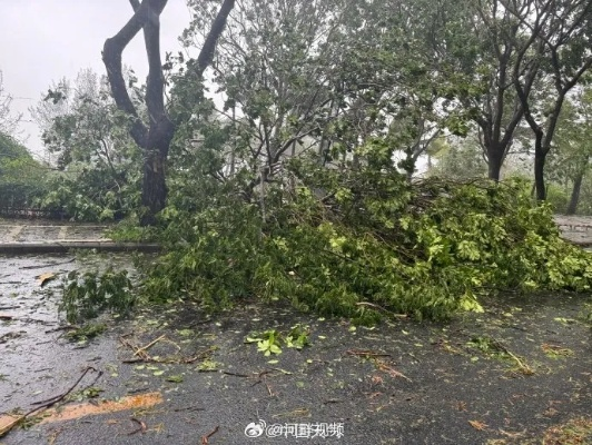 直击三亚台风大风暴，十二级强风天气下的城景风情全解读