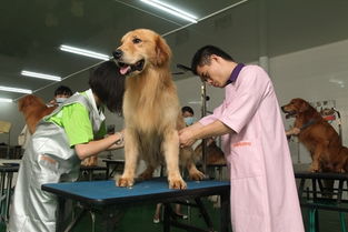 哈尔滨宠物美容师培训，引领宠物行业璀璨职业路