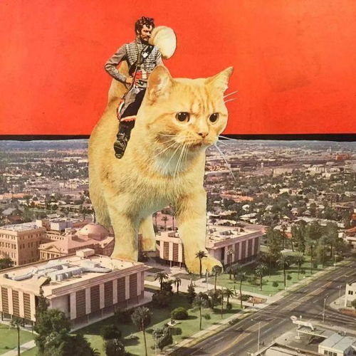 大学生拯救遇险猫，当场斥责丢弃恶行