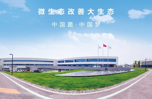 雅思学校培训，梦想起航的坚实桥梁