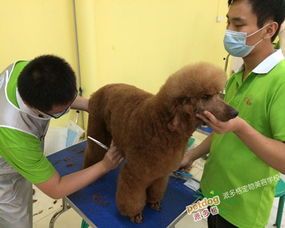 探秘广州宠物美容培训学校，踏上宠物美容师职业征程