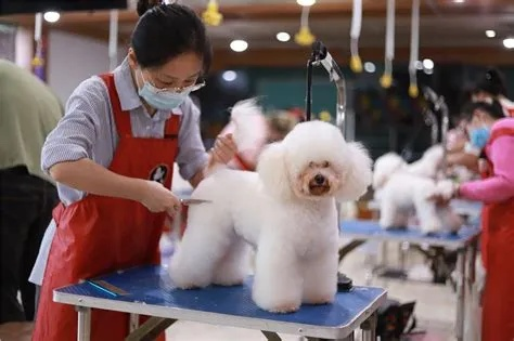 长春宠物美容学校——专业宠物美容师的培养摇篮
