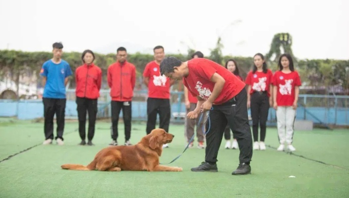 宠物培训班，开启宠物全方位成长的欢乐乐园之旅