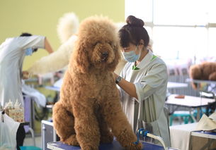 宠物美容培训学校，助力开启宠物美容师梦想之旅