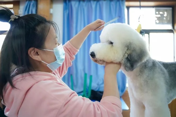 探索宠物美容师培训学校，开启宠物护理与造型的精彩之旅