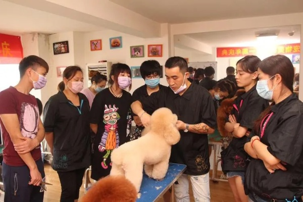 探索河北宠物美容学校，专业宠物美容师的培养摇篮