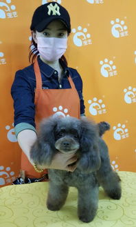 探索天津宠物美容培训学校，宠物美丽未来的摇篮