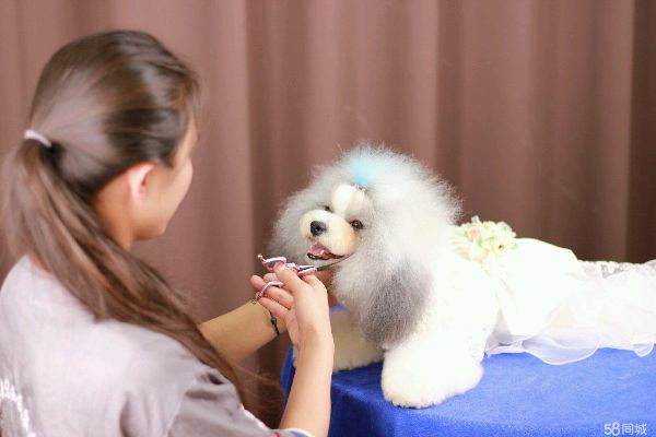 开启宠物美容培训的精彩之旅