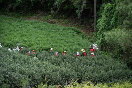 走进裱花培训班，开启甜蜜艺术之旅