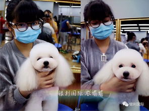 重庆银利宠物美容学校，专业宠物美容人才的培育摇篮
