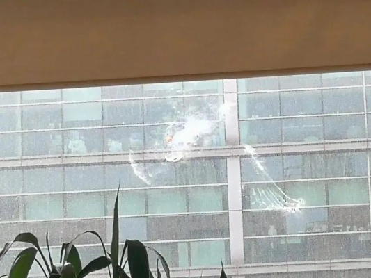 南京大桥玻璃墙频发鸟类撞击事件
