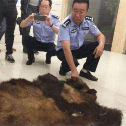 村民称狼袭击致羊死亡事件，当地回应处理情况