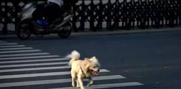 狗狗过马路引发的奇妙之旅与新晋网红诞生记